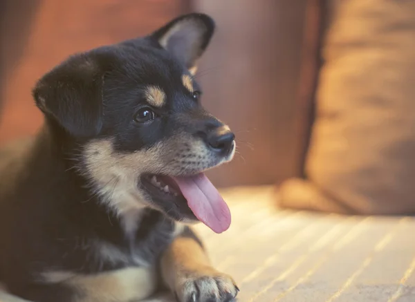 Vintage shiba inu, šťastný na posteli — Stock fotografie