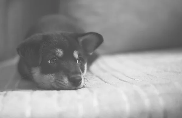 ベッド、黒と白、低コントラストの悲しい柴犬 — ストック写真