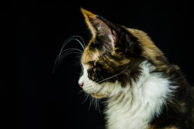Maine coon portre siyah arka plan üzerine