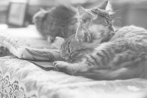 Two small kitty Maine coon sleeping in bed — Stock Photo, Image