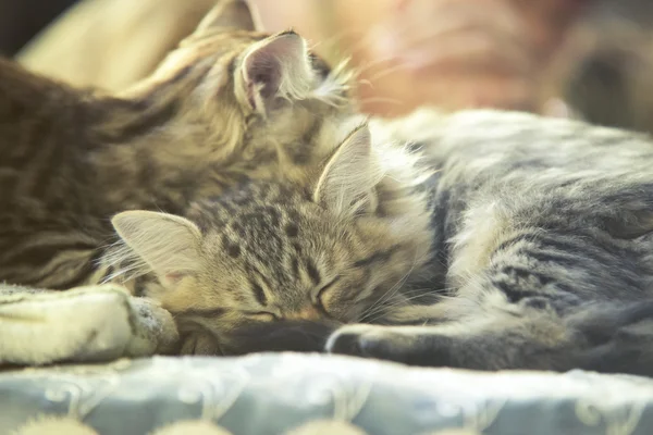 Yatakta uyuyan iki küçük kedicik Maine coon — Stok fotoğraf