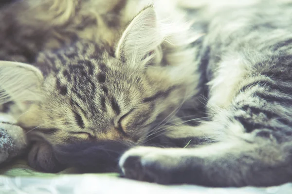 Dois pequeno gatinho Maine casulo dormindo na cama — Fotografia de Stock