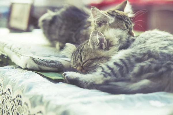 Två små kitty Maine coon sover i sängen — Stockfoto