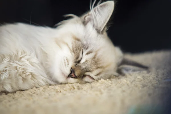 Маленький котенок из Мэна спит — стоковое фото