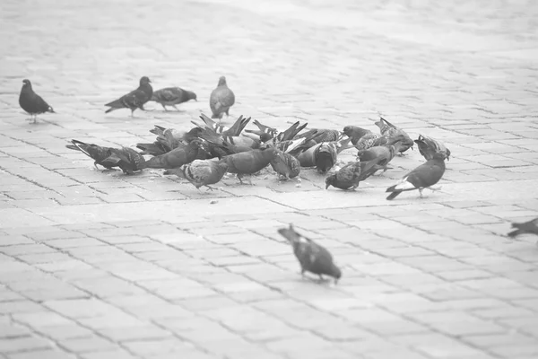 Pigeons en attente de nourriture à la rue noir et blanc — Photo