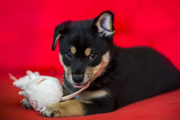 Lindo cachorro en la cama roja con juguete — Foto de Stock