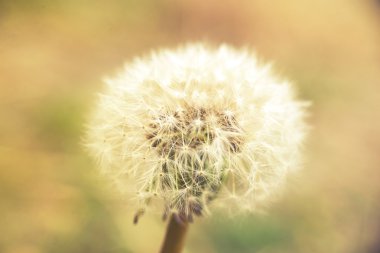 Karahindiba, günbatımı, vintage etkisi