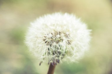 Karahindiba, günbatımı, vintage etkisi