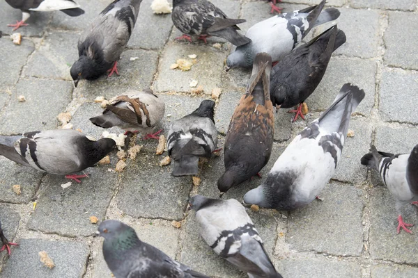 Pigeon gros plan dans la rue — Photo