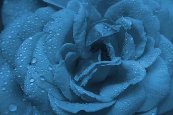 Γκρο πλαν Beautiul μπλε τριαντάφυλλο με σταγόνες νερό — Φωτογραφία Αρχείου
