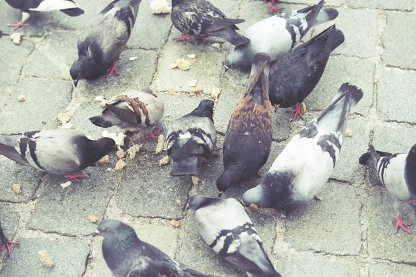 Pigeon gros plan dans la rue, effet vintage — Photo