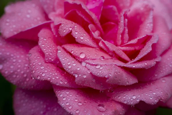 Close-up beautiul vermelho rosa com gotas de água , — Fotografia de Stock