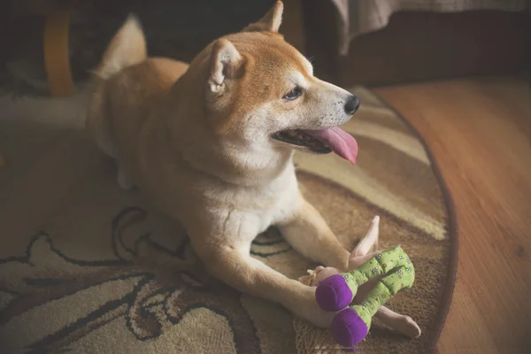 Shina inu no chão com brinquedos — Fotografia de Stock