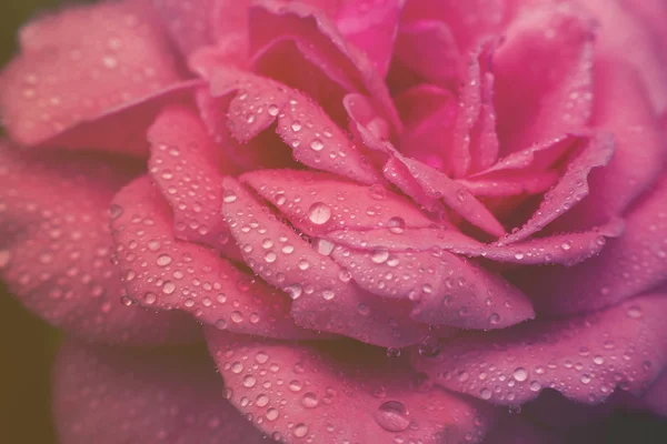 Крупным планом красная роза с капельками воды , — стоковое фото