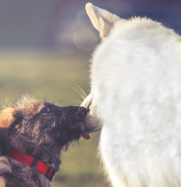 İki sevimli köpek yaladı