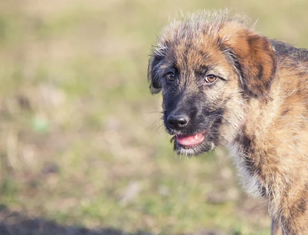 Feliz retrato de perro joven en la hierba — Foto de Stock