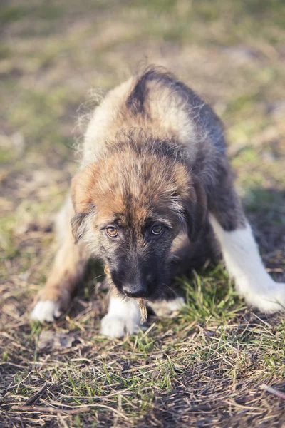 Triste portrait de jeune chien sur herbe — Photo