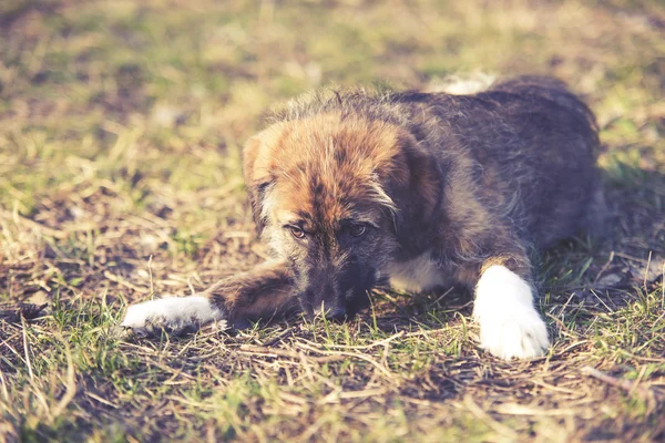 Triste ritratto di giovane cane sull'erba — Foto Stock