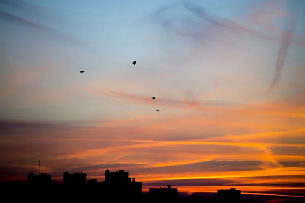 Siluetas Puesta de sol en la ciudad con nubes azules y pájaros — Foto de Stock