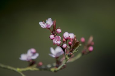 Mavi arka planı ve bulutları olan bahar çiçekleri