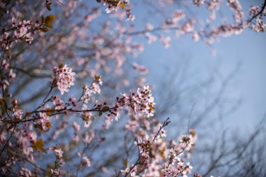 Mavi arka planı ve bulutları olan bahar çiçekleri