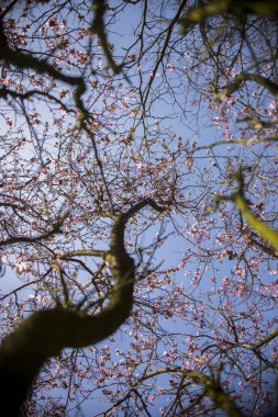 Mavi arka planı ve bulutları olan bahar çiçekleri