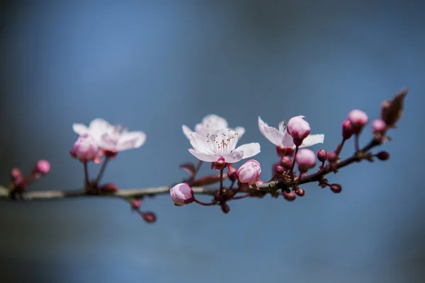 Spring flowers with blue background and clouds — Stock Photo, Image