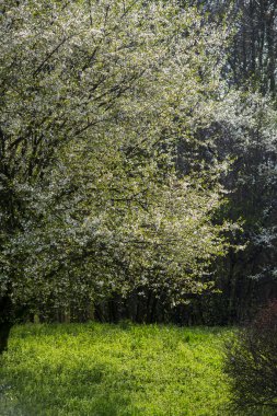 Yeşil yaprakları ile bahar zamanında kiraz çiçekleri çiçek