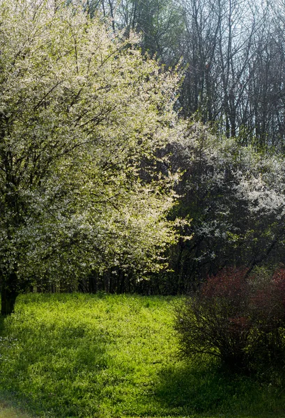 Kwitnących kwiatów wiśni wiosną z zielonych liści — Zdjęcie stockowe