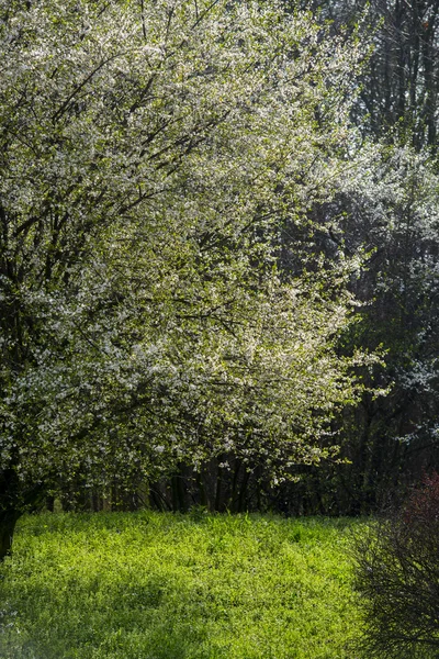 Yeşil yaprakları ile bahar zamanında kiraz çiçekleri çiçek