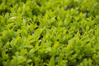 Arkaplan için su damlaları olan yeşil yaprak