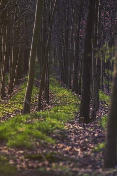 Blick in den Wald auf die Bäume, Vintage-Effekt — Stockfoto