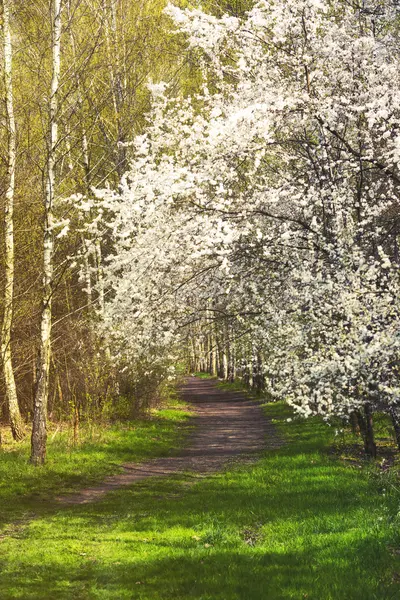 Floração de flores de cereja em tempo de primavera com folhas verdes — Fotografia de Stock