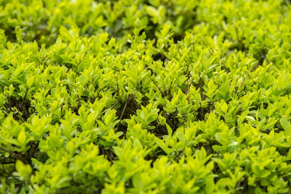 Arkaplan için su damlaları olan yeşil yaprak