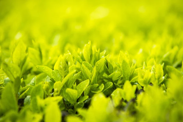 Feuille verte avec gouttes d'eau pour fond — Photo