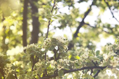 Pyrus Nivalis (Armut ağacı çiçeği yakın çekim)
