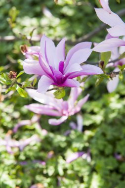 Manolya (Manolyagiller) Betty'de yakın çekim