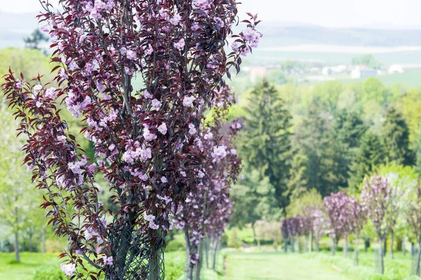 Fermer sur la fleur sur le jardin d'arbres — Photo