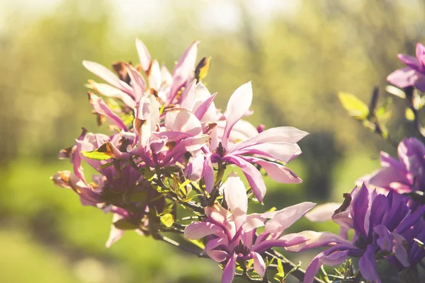 Close-up op Magnolia (Tulpenboomfamilie)-Betty, zonsopgang of zonsondergang — Stockfoto