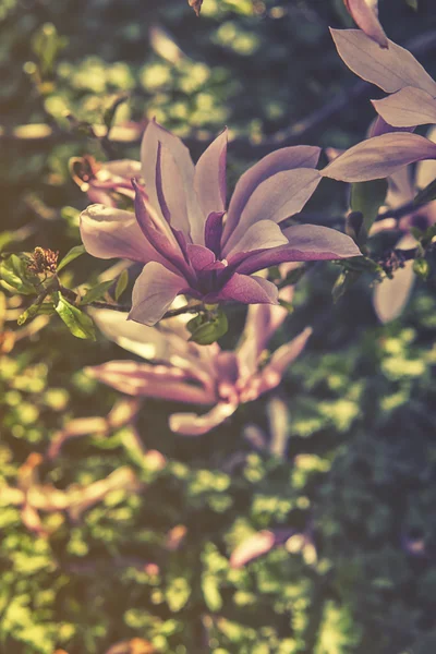 Κλείστε επάνω σε Magnolia (Magnoliaceae) Betty, Hdr επίδραση — Φωτογραφία Αρχείου