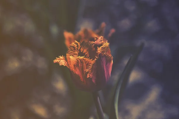 Nahaufnahme auf orangen Tulpen, dunkler hdr-Effekt — Stockfoto