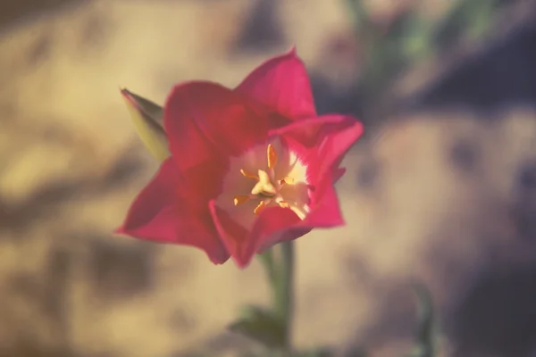 Κλείστε επάνω σε redtulips (Tulipa) ηλιοβασίλεμα ή sunrise — Φωτογραφία Αρχείου
