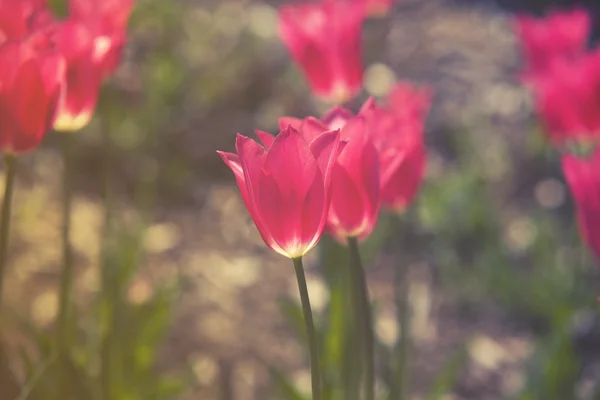 Закройте на красные тюльпаны (Tulipa) винтажный эффект — стоковое фото