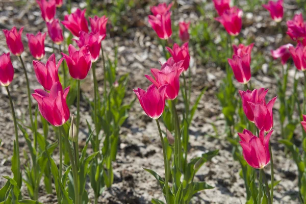 Närbild på Röda tulpaner (Tulipa) — Stockfoto