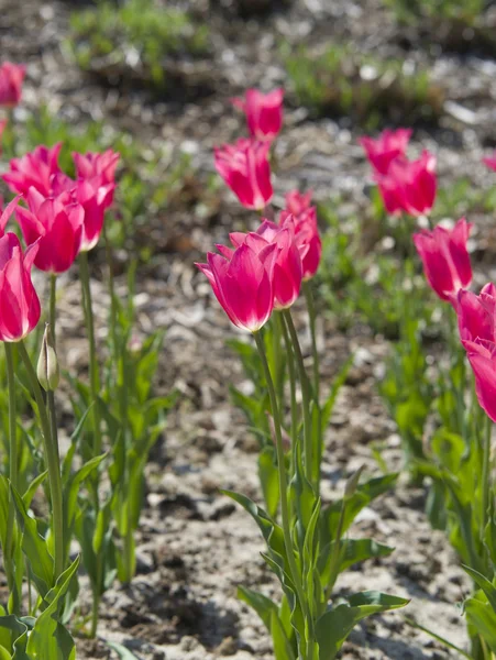 Närbild på Röda tulpaner (Tulipa) — Stockfoto