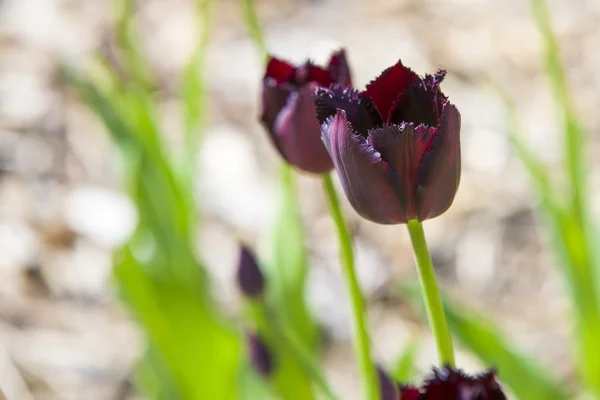 Закрыть на черные тюльпаны (тюльпаны) ) — стоковое фото