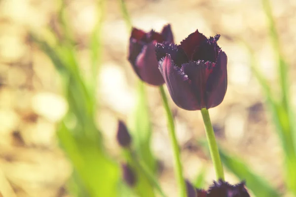 Närbild på svart tulpan (Tulipa) solnedgång eller soluppgång — Stockfoto