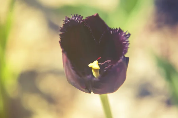 Nahaufnahme auf schwarzen Tulpen (Tulpen) Sonnenuntergang oder Sonnenaufgang — Stockfoto