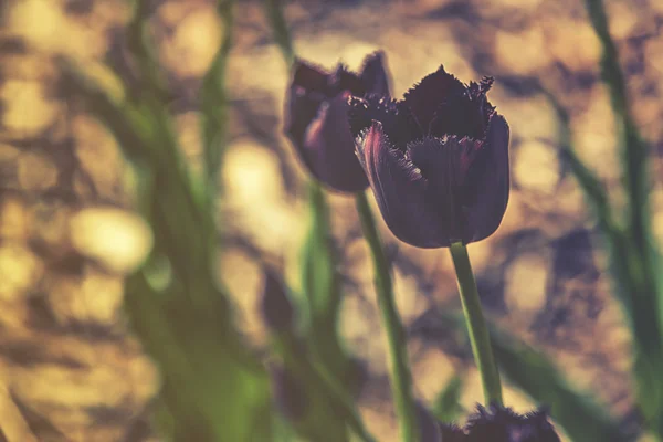 Närbild på svart tulpan (Tulipa) mörka hdr effekt — Stockfoto