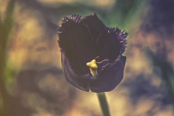 Detailní záběr na černé tulipány (Tulipa) tmavé hdr efekt — Stock fotografie